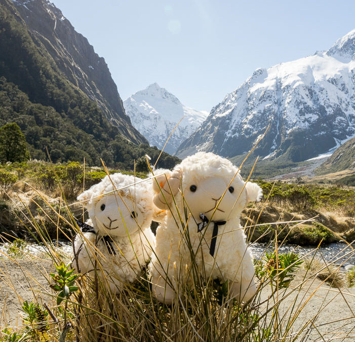 Honeymoon to New Zealand