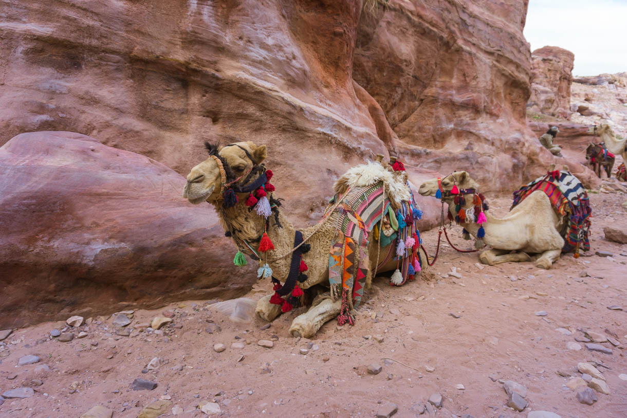 Camel in Petra