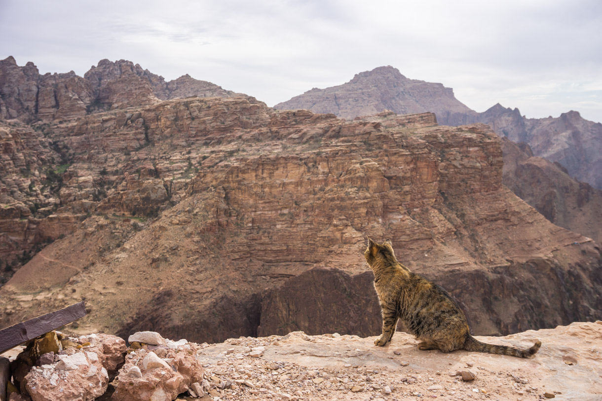 Petra cat