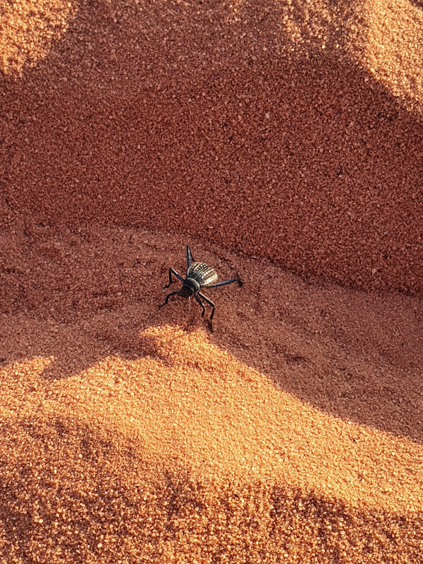 Wadi Rum Dessert Spider